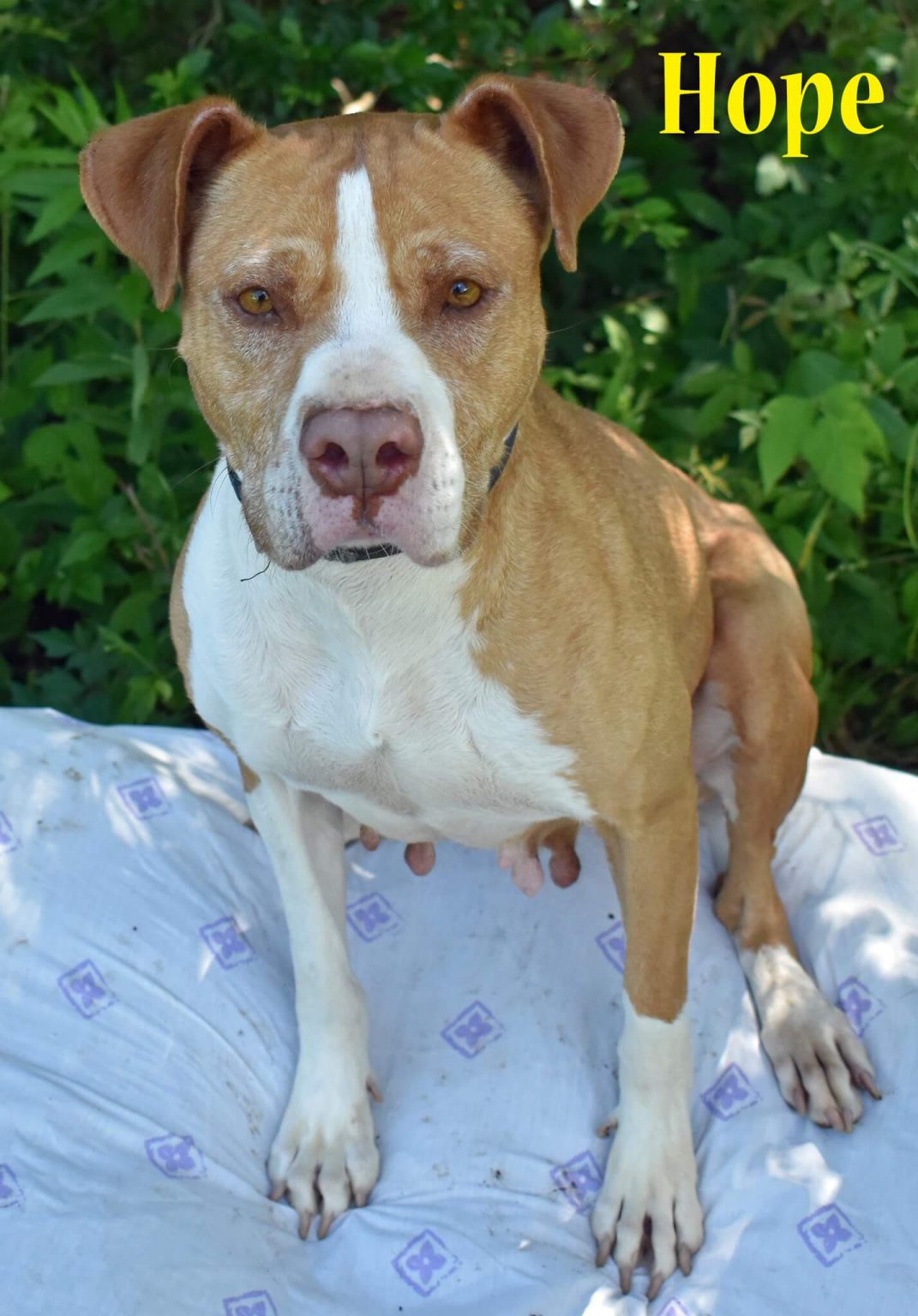 Humane Society Adoption Center of Monroe, inc. In Monroe, La