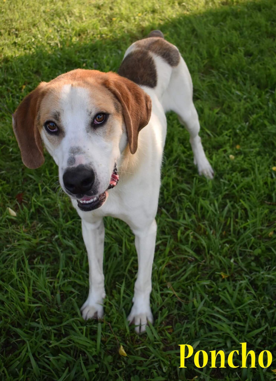 Humane Society Adoption Center of Monroe, inc. In Monroe, La