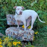 bayoudogs