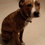 bayoudogs-Tigger
