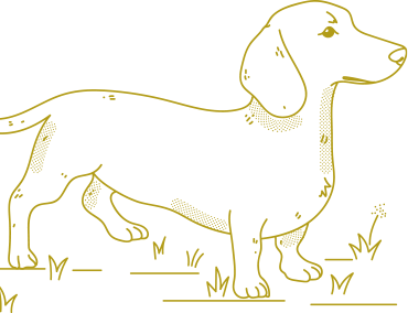 Adoptable Dogs