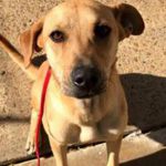 bayoudogs-nala