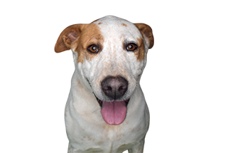 Adopt