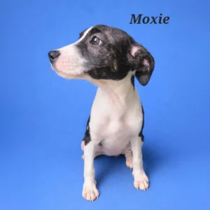 Moxie